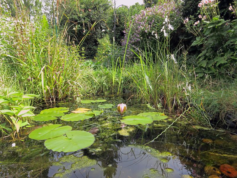 Aquatic Plant Specialists